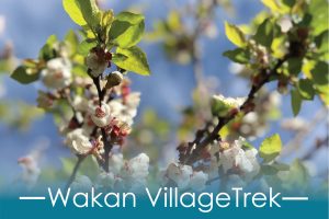 WakanCover